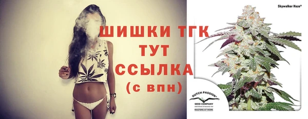 прущие грибы Новозыбков